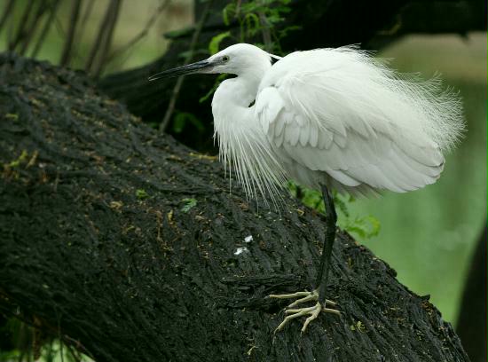 Little Egret, New Delhi Zoological Garden, India